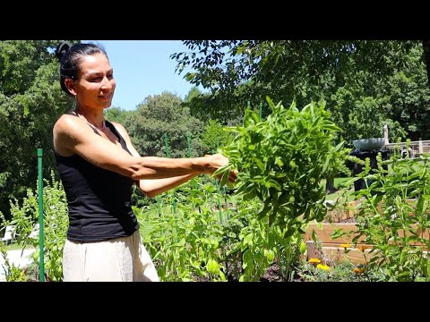 Harvesting Veggies from Garden | Marinating Chicken Wings | …