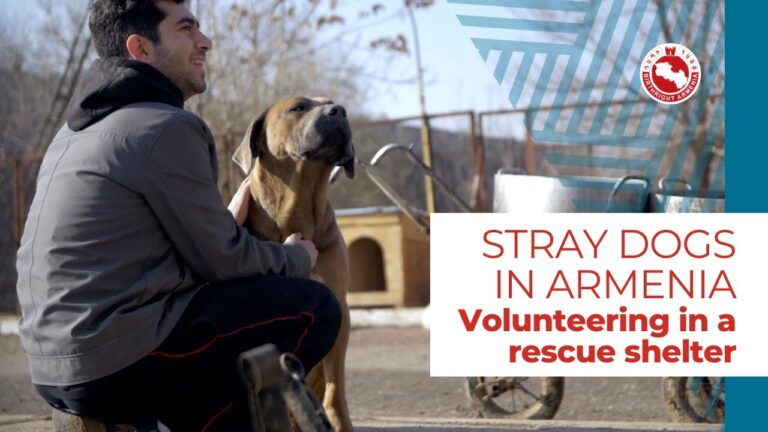 Stray dogs in Armenia: volunteering in a rescue shelter (Andre, from US)
