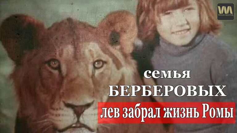 Семья Берберовых / Лев Кинг забрал жизнь Ромы