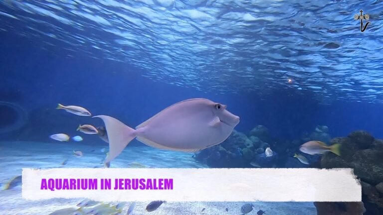 AQUARIUM IN JERUSALEM