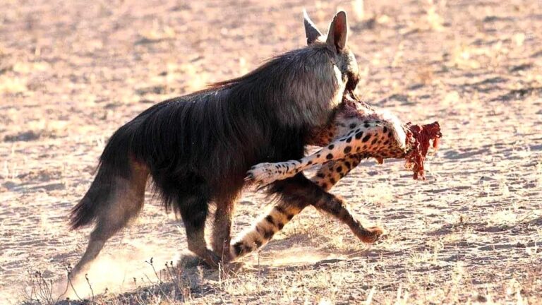 This Scruffy Hyena Sends Leopards Running for Their Lives ─ BROWN HYENA