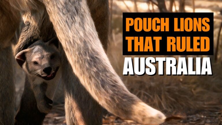 The Koala-Lion Hybrid That Became Australia’s Apex Predator | Thylacoleo Documentary