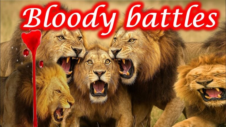 Lions at War: The Bloody Battles That Decide the True King of the Jungle 🦁👑