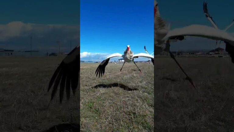 Լինում է նաև նման դեպքեր 🫣🛸Դռոններ🚁🎥Նկարահանումներ📷☎️ հեռ.093536286