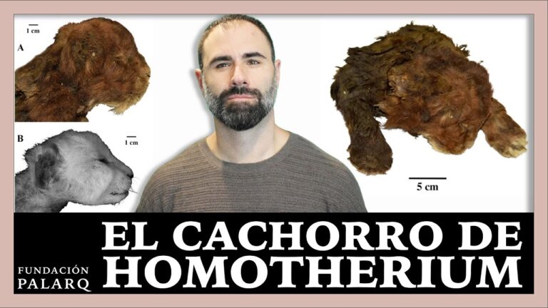 El cachorro de Homotherium: el felino prehistórico mejor conservado del mundo