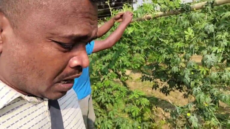 ইন্টারমিডিয়েট পাশ করে সফল কৃষি উদ্যোক্তা।।Successful entrepreneur ইন্টারমিডিয়েট পাশ করে সফল কৃষি উদ্যোক্তা।।Successful entrepreneur