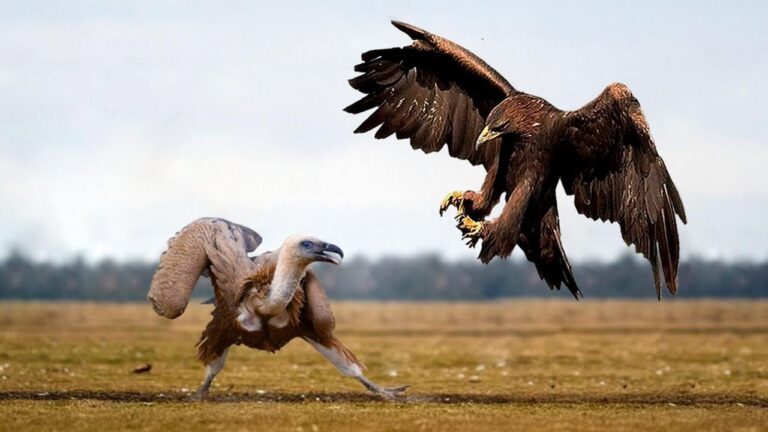 Хищные Птицы в Деле! Редкие Сражения Животных , Снятые на Камеру