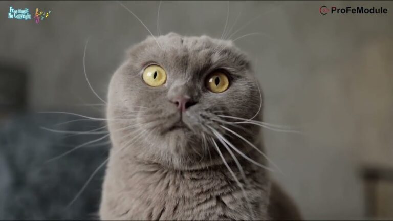 Անվճար նոր երաժշտություններ | Առանց հեղինակային իրավունքների | 2025 🎵🎶