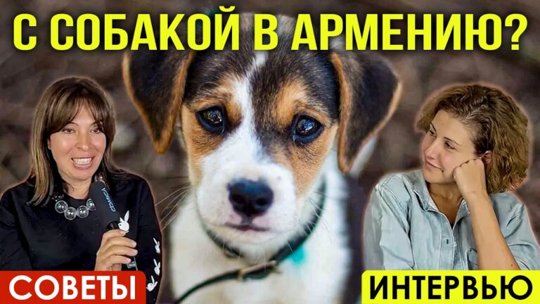 ПЕРЕДЕРЖКА СОБАК, ВЕТЕРИНАРЫ | СОВЕТЫ ВЛАДЕЛЬЦАМ ПИТОМЦЕВ | ИНТЕРВЬЮ ПЕРЕДЕРЖКА СОБАК, ВЕТЕРИНАРЫ | СОВЕТЫ ВЛАДЕЛЬЦАМ ПИТОМЦЕВ | ИНТЕРВЬЮ