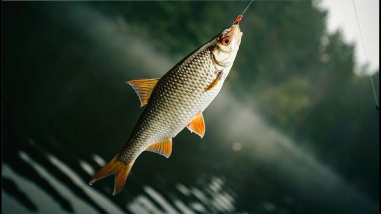 Ձկնորսություն և որսորդություն / Fishing and hunting – Ձկնորսություն ձկնորսական ակումբում