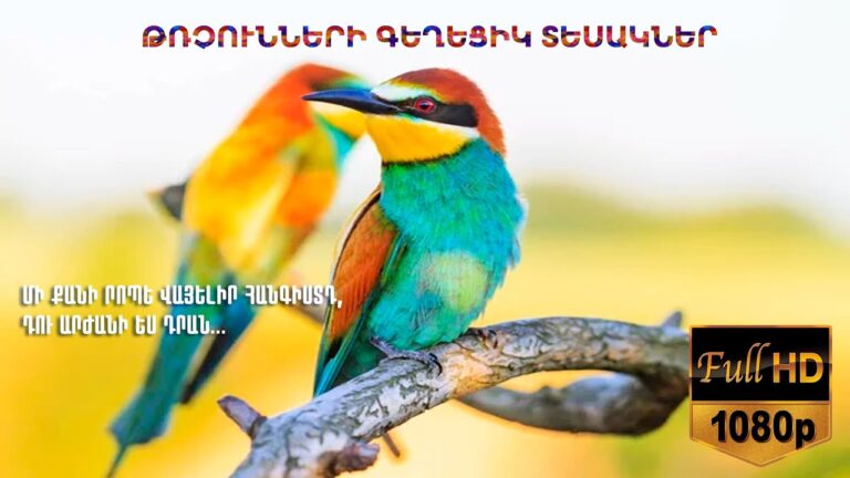 Թռչունների գեղեցիկ տեսակներ: 😍🦜🦢🦩  Մի քանի րոպե վայելիր հանգիստդ, դու արժանի ես դրան… 🥰🤝👍 #nature