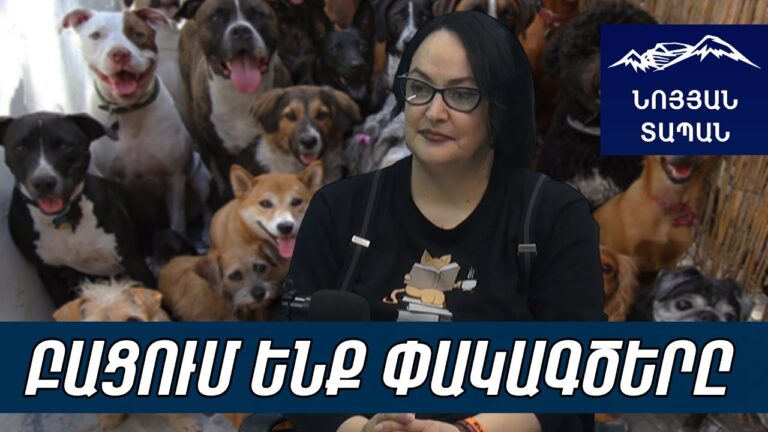 Ո՜չ կացարան և ո՜չ էլ քնեցում. թափառող շների «փրկությունը» զանգվածային ամլացումն է Ո՜չ կացարան և ո՜չ էլ քնեցում. թափառող շների «փրկությունը» զանգվածային ամլացումն է