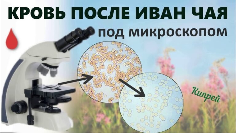 Как употребление ИВАН ЧАЯ влияет на состояние крови 👍👍👍