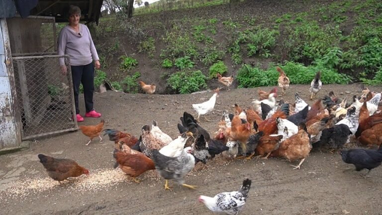 ԳՅՈՒՂԻ ԿՅԱՆՔԻՑ 《1 ՕՐ》- Շամշադինի Համը – Шамшадин ԳՅՈՒՂԻ ԿՅԱՆՔԻՑ 《1 ՕՐ》- Շամշադինի Համը – Шамшадин