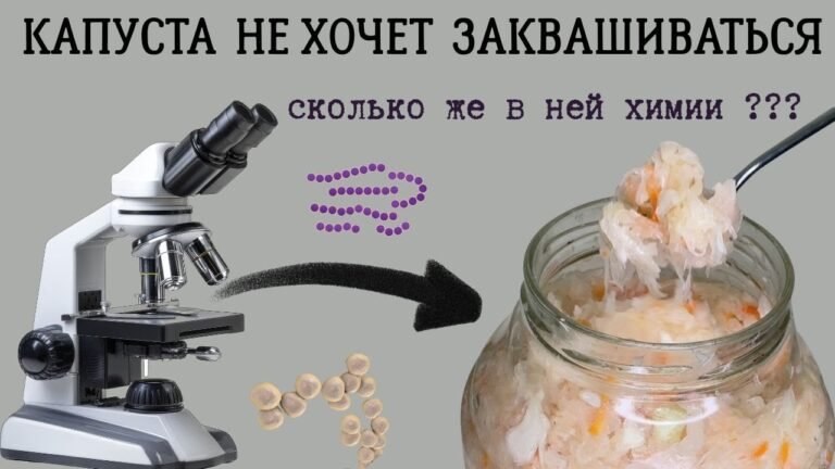 Неудачная квашеная капуста -скользкая, мягкая… Что с ней не так ?