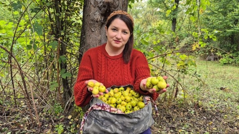 ՔՈԼԻ ՏԱՆՁԻ Սեզոնը Բացված է  – Շամշադինի Համը – Шамшадин