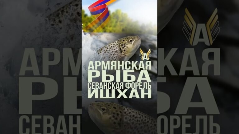 ИШХАН – АРМЯНСКАЯ РЫБА, севанская форель