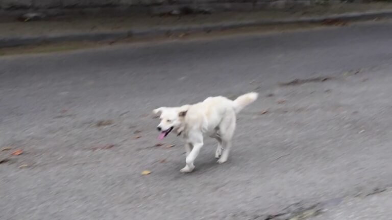 PCV Emily’s Walk to Work PCV Emily’s Walk to Work