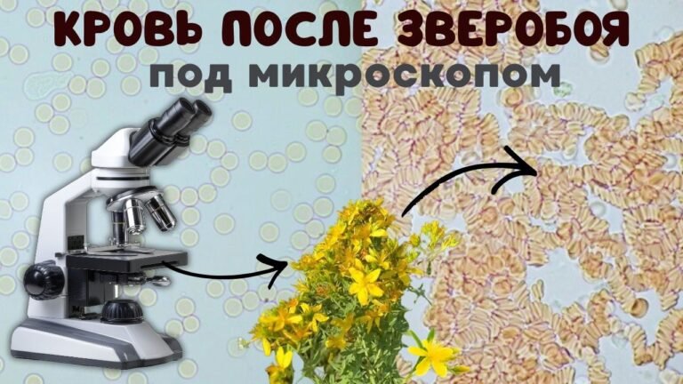 Как изменилась кровь после употребления травы зверобоя.
