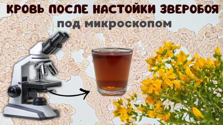 Как настойка зверобоя повлияла на состояние крови.